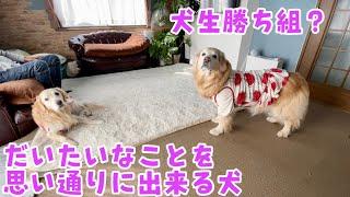 【術後】犬生勝ち組？だいたい思い通りに出来るゴールデンレトリバー