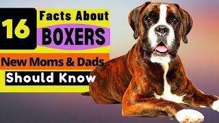 16 Important Facts About Boxer Dog all New & Prospective Owners Should Know