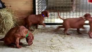 Irish Setter Puppies For Sale