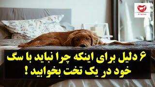 6 دلیل برای اینکه چرا نباید با سگ خود در یک تخت بخوابید !