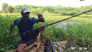 Fishing | Rohu fish catch | Tilapia fish catching