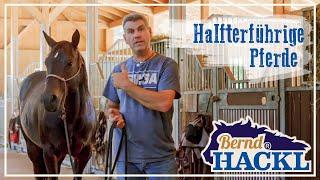 Halfterführigkeit bei den Pferden | HORSEMAN HACK 