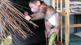 Super Bad Monkey Baby Shin ATE the Broom | Cute animal videos