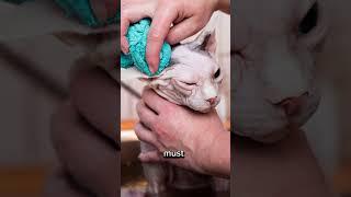 5 Hairless Cat Facts You Never Knew