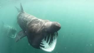 Basking Shark Scotland Introduction