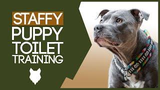 Staffordshire Bull Terrier Potty Training! HOW TO TOILET TRAIN YOUR STAFFY PUPPY!