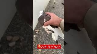 حمام ايراني قلاب #pigeon #حمام