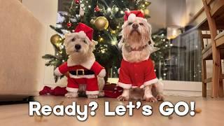 Try this Christmas Challenge with YOUR dogs! 