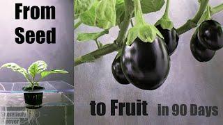 Growing Eggplant in Water   Time Lapse