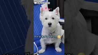 눈 플러팅하는 강아지 희복이! #westie #강아지 #dog #화이트테리어