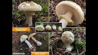 Gelber Knollenblätterpilz, Zitronenfarbiger Knollenblätterpilz, Amanita citrina | Verwechslungspart.