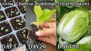 김장용 배추,무 수확했어요 :)ㅣKorean Cabbage Harvest 2019 (feat. daikon) Bae Chu