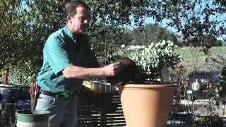 Growing Blueberries in containers