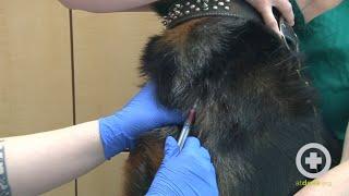 How to Do a Canine Jugular Venipuncture