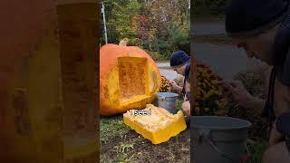 are giant pumpkin seeds giant  #gardening #halloween #pumpkin #plants #vegetables #garden