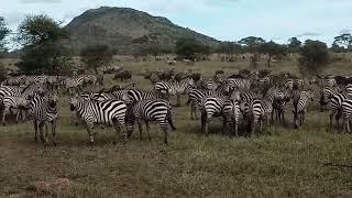 #SerengetiNationalPark| #NgorongoroCrater|#TanzaniaSafari |#EastAfrica|