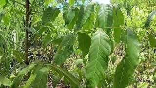 Gaano Kalaki ang 20 Months Old Na Mahogany?