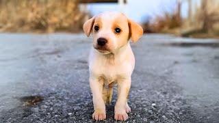 Small Puppy Found With Garbage Wouldn't Stop Shaking Until This Happened