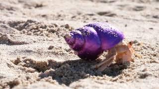 Krabooz - Hermit Crabs Information