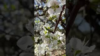 Almond Blossoms RELAXING Instrumental -Vim Koj Cov Lau by: Zoo Xyooj