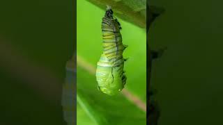 Monarch Butterfly Transformation #timelapse #monarchbutterfly #butterfly