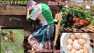 NORMAL DAY OF AFRICAN VILLAGE Girl/How to keep organic free range chickens get lot of eggs Cost free