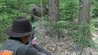 Best Shots of Wild Boar Hunting,Wildsau Jagd,Chasse Au Sanglier