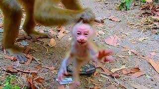 Mother monkey wrong bring little new born baby monkey, she so strange