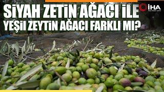 Kuzey Ege'de Zeytin Hasadı Devam Ediyor