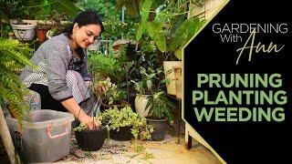 Gardening with Ann - Pruning | Planting | Weeding | Maintaining and caring for your plants