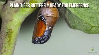 Plain Tiger Butterfly Life Cycle