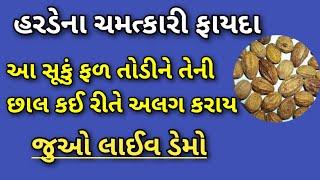 હરડેના ચમત્કારી ફાયદા || હરદેની છાલ કઈ રીતે અલગ કરાય તે જુઓ લાઈવ ડેમો || વાત પિત્ત અને કફ મટાડી દે