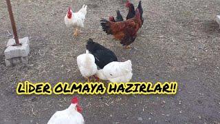 HABERLER KÖTÜ!!#tavuk #horoz #yumurta #civciv #haydut #chicken #goose #kümes