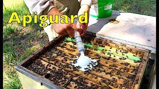 Using Apiguard for Varroa Mite Treatment