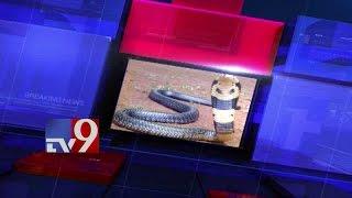 King Cobra terror in Srikakulam - TV9