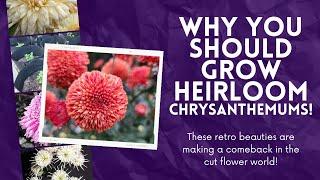 Why You Should Grow Heirloom Chrysanthemums! These beauties are not your average mum