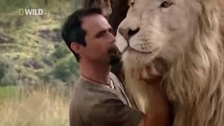 Documentary on Lion Family  in HD #wild