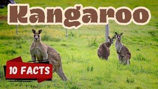 Kangaroo 10 interesting Facts for Kids Educational Video Hopping Joey #kangaroo #kangaroofacts