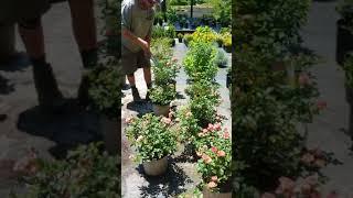 Drift Rose Bush trimming from Settlemyre Nursery Valdese NC