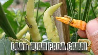 mengatasi ulat pada buah cabe