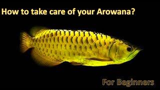 Arowana Care for Beginners