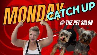 Dog Salon Routine: Monday Catch-Up For Pet Grooming | Wendy The Practical Pet Groomer