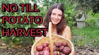 HOW TO HARVEST POTATOES W/ YOUR BARE HANDS (No Tools!) Organic no till permaculture garden