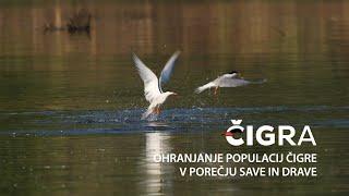 ČIGRA - Ohranjanje populacij čigre v porečju Save in Drave