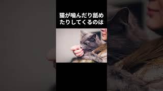 【飼ってる人なら経験ある猫の面白い行動あるある雑学9選】#猫 #猫のいる生活 #雑学 #ペット #shorts