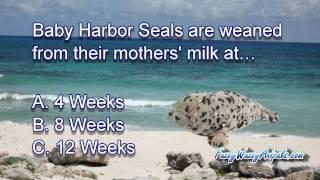 Baby Harbor Seal Animal Quiz