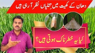 Rice stem borer and leaf folder adults or moths presence in rice fields | Abid Ali Agrarian