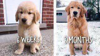 OUR PUPPY GROWING UP - 8 WEEKS TO 8 MONTHS