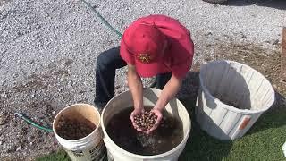 Floating Acorns for Viability