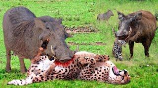 Painful Punishment! Warthog Dominates The Forest When He Bravely Kills Leopard To Protect His Baby